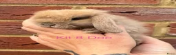 Mini Lop rabbits for sale: Purebred Mini Lops - Advert 17