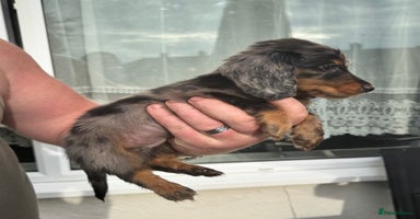 Miniature Dachshund dogs - Advert 13