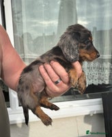 Miniature Dachshund dogs - Advert 13