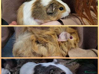 Guinea Pig rodents 3 Baby Male Guinea pigs, Ip3 - Advert 1