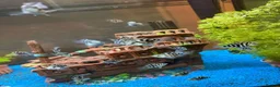 Cichlids fish for sale: XL polar parrot cichlids in Ebbw Vale - Advert 6