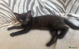 Mixed Breed cats for sale: Last 2 beautiful black marked kittens READY NOW - Image 15