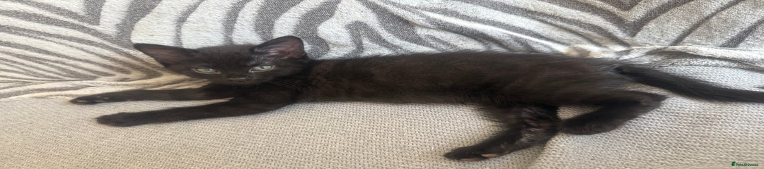 Mixed Breed Kitten 2