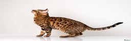 Bengal cats for stud: Stud cat Tica actives 5 generations pedigree  in Barnsley - Advert 14