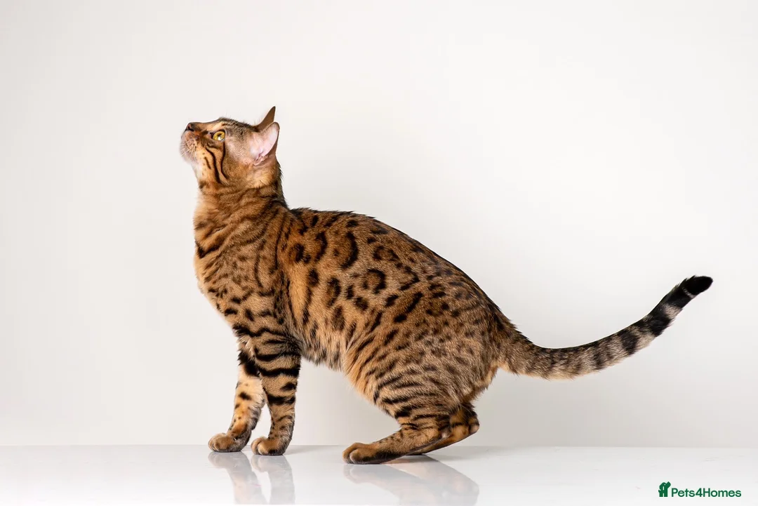Bengal cats for stud: Stud cat Tica actives 5 generations pedigree  in Barnsley - Advert 14