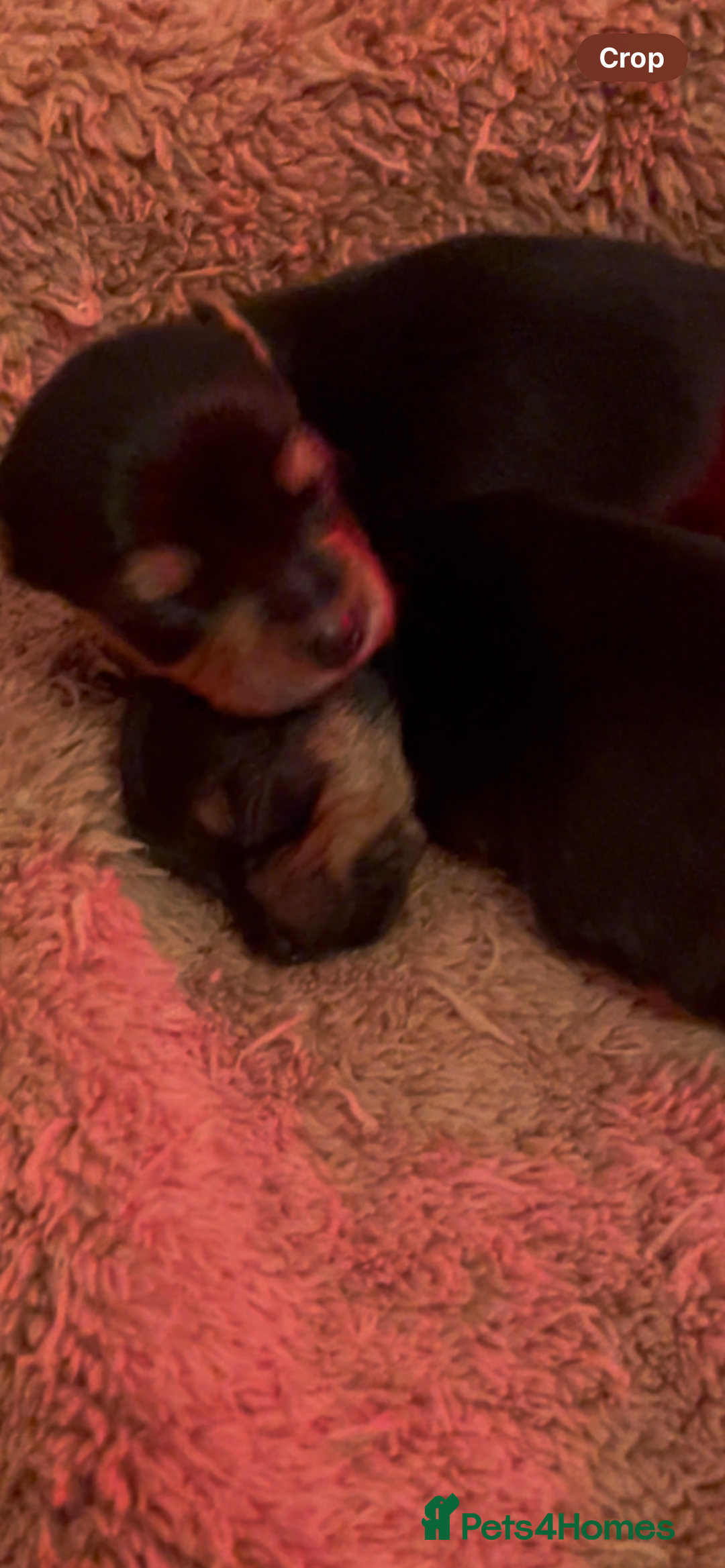 Yorkshire Terrier dogs for sale: MINI KC YORKIE TERRIER PUPS,VACCS, chip ect  - Image 6
