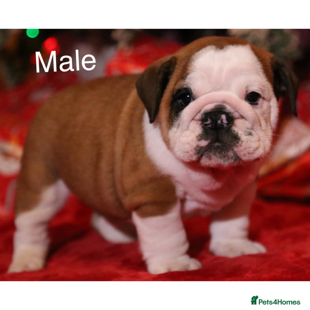 English Bulldog dogs for sale: Traditional English Bulldog puppies  - Advert 11
