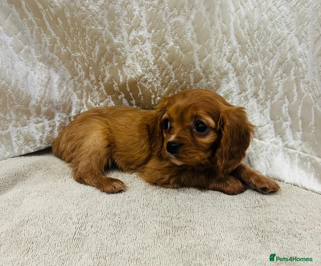 Cavalier King Charles Spaniel dogs for sale: Cavalier King Charles  in Deal - Advert 8