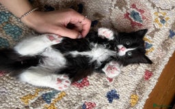 Mixed Breed cats for sale: Playful kittens ready to leave! - Image 6