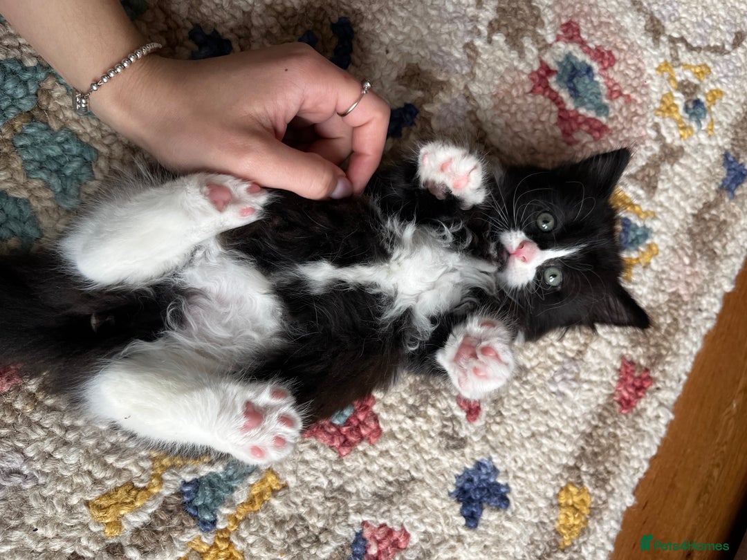 Mixed Breed cats for sale: Playful kittens ready to leave! - Image 6