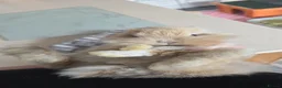 Mini Lion Lop rabbits for sale: 7 beautiful bunnies 🐰 ❤️  - Advert 10