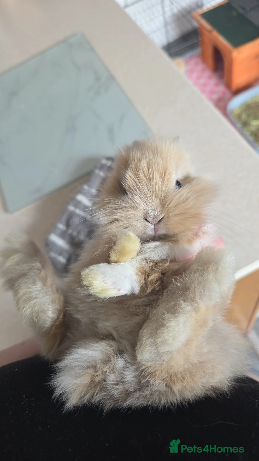 Mini Lion Lop rabbits for sale: 7 beautiful bunnies 🐰 ❤️  - Advert 10