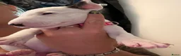 English Bull Terrier dogs for sale: Stunning English Bull Terrier pups. - Advert 17