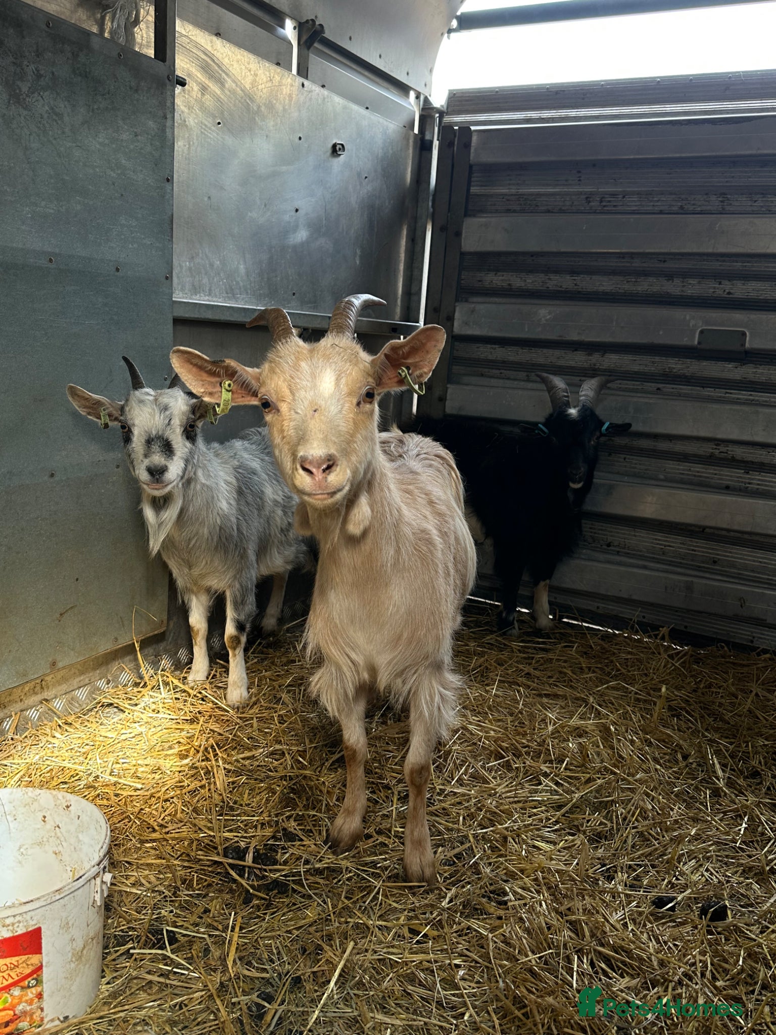 Goats livestock X2 nanny’s and x1 billy for sale - Advert 15