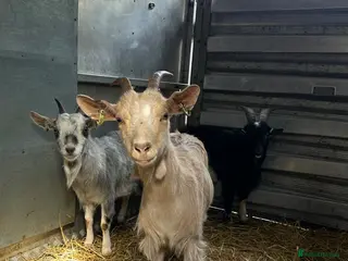 Goats livestock X2 nanny’s and x1 billy for sale - Advert 15