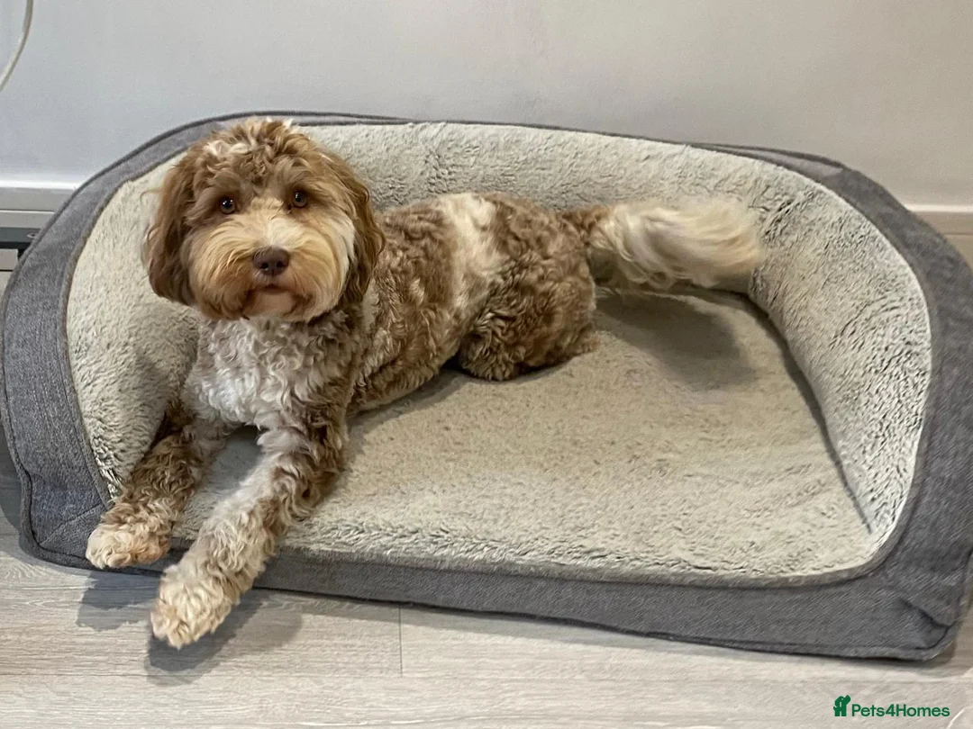 Cockapoo dogs for sale: Beautiful little of 6 cockapoo puppies - Advert 13