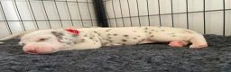 Dalmatian dogs for sale: Exceptional KC Liver Spotted Dalmatian Puppies - Advert 23