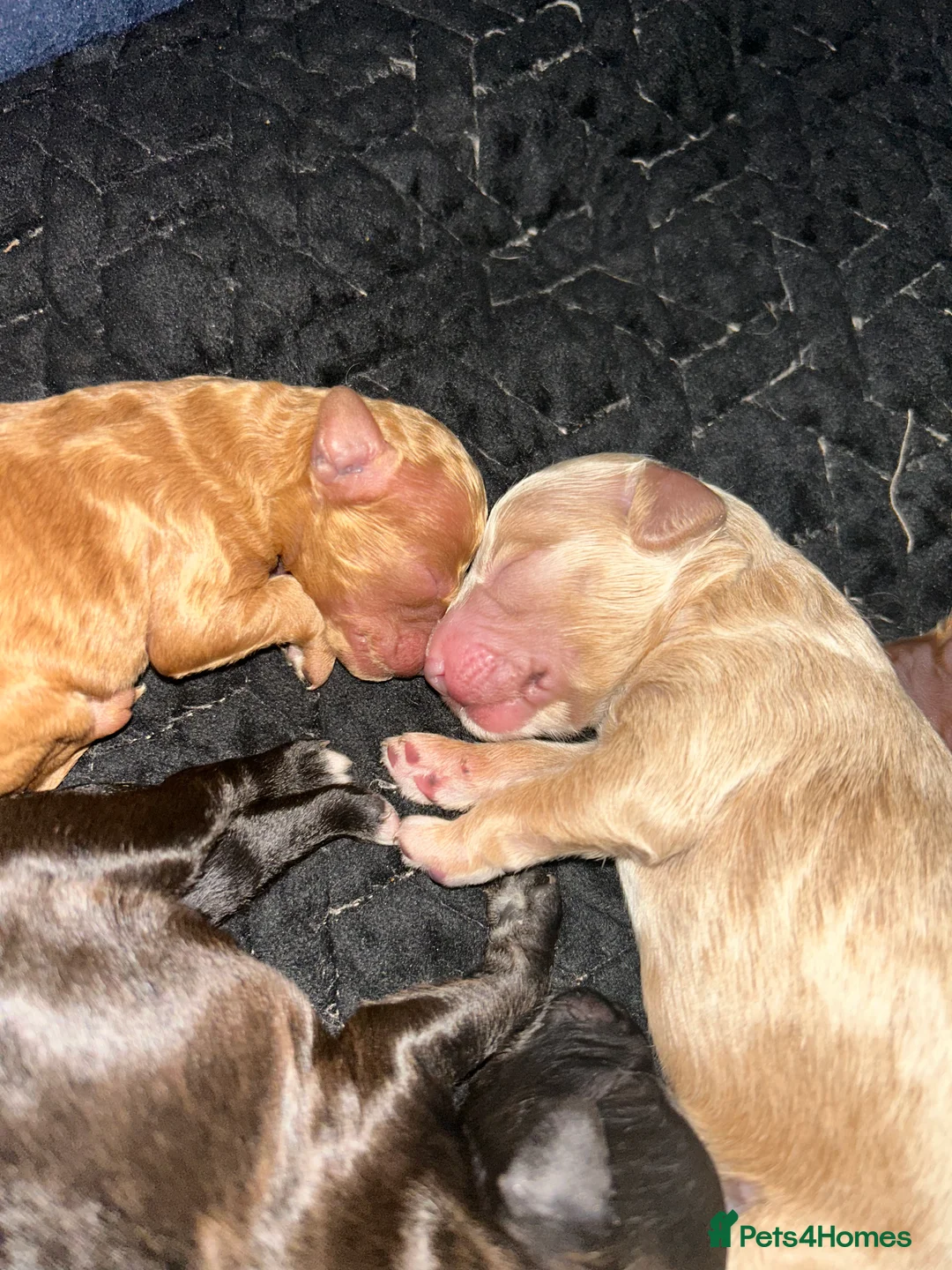 Shihpoo dogs for sale: ✨ REDUCED PRICE. Last Shihpoo Puppy Left  ✨ - Advert 8