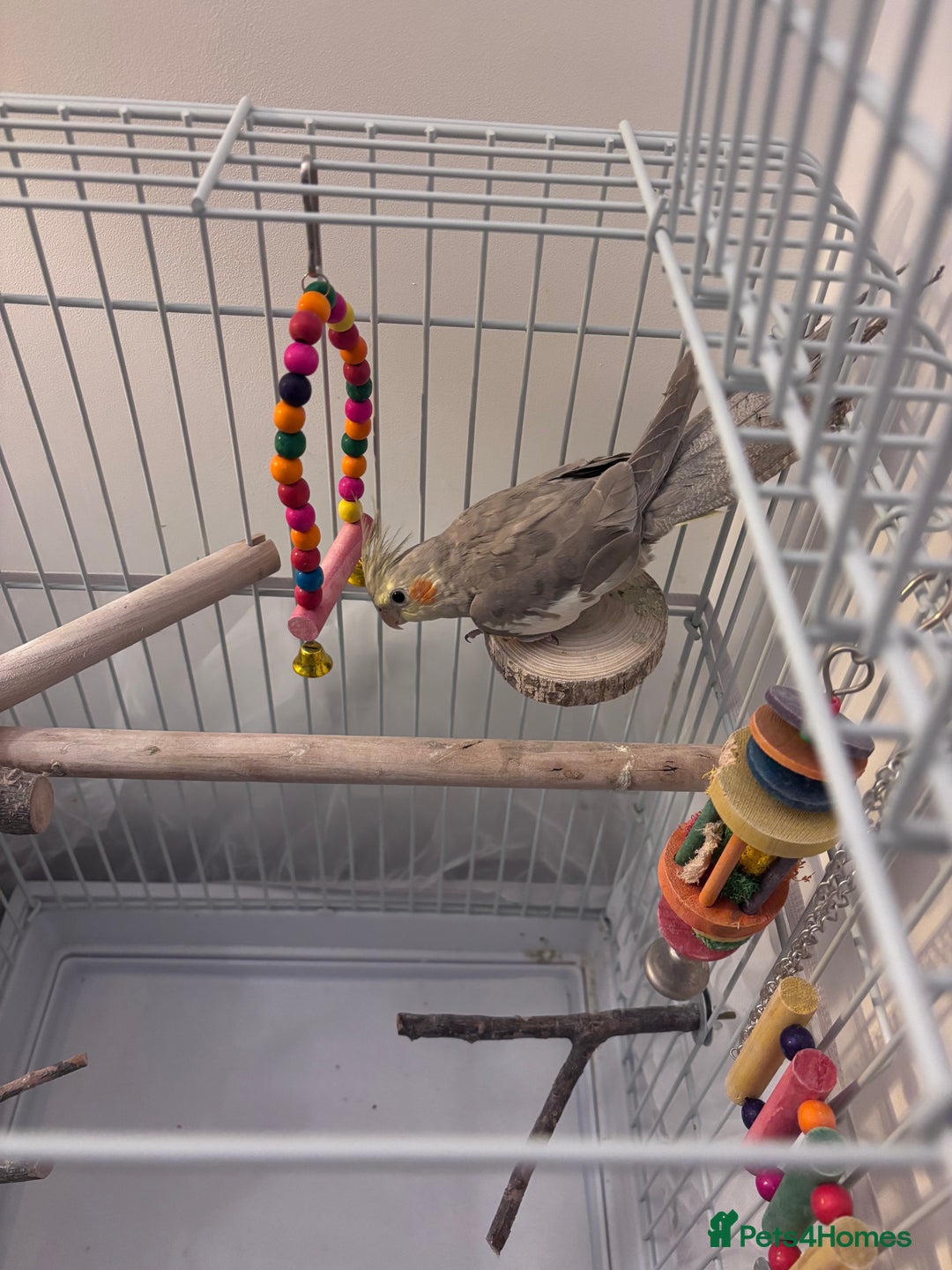 Cockatiels birds for sale: Cockatiel for sale  - Advert 1