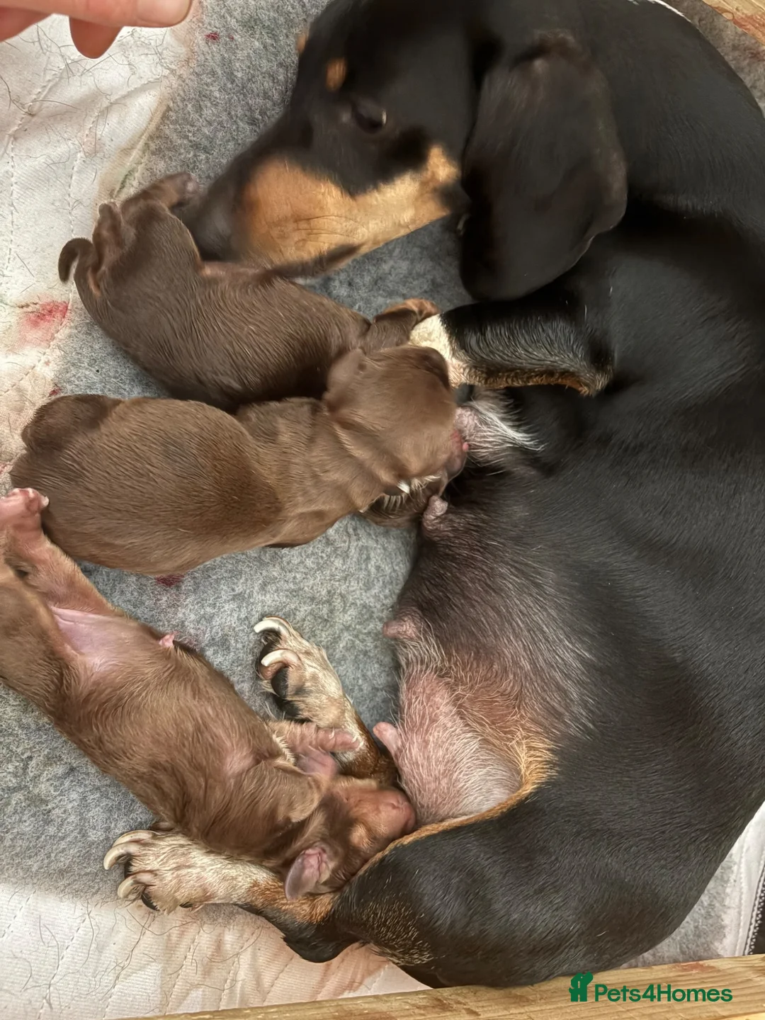 Miniature Dachshund dogs for sale: 2 week old  - Advert 2
