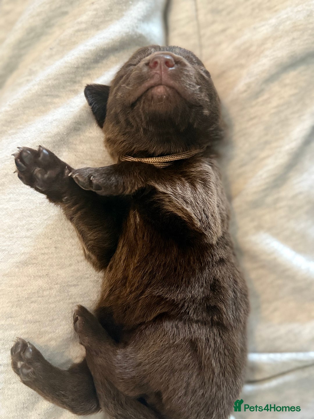 Borador dogs for sale: Gorgeous litter of chocolate Labrador cross pups  - Image 3