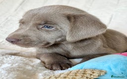 Labrador Retriever dogs for sale: KC Reg Fully Health Tested Labrador Pups - Image 9
