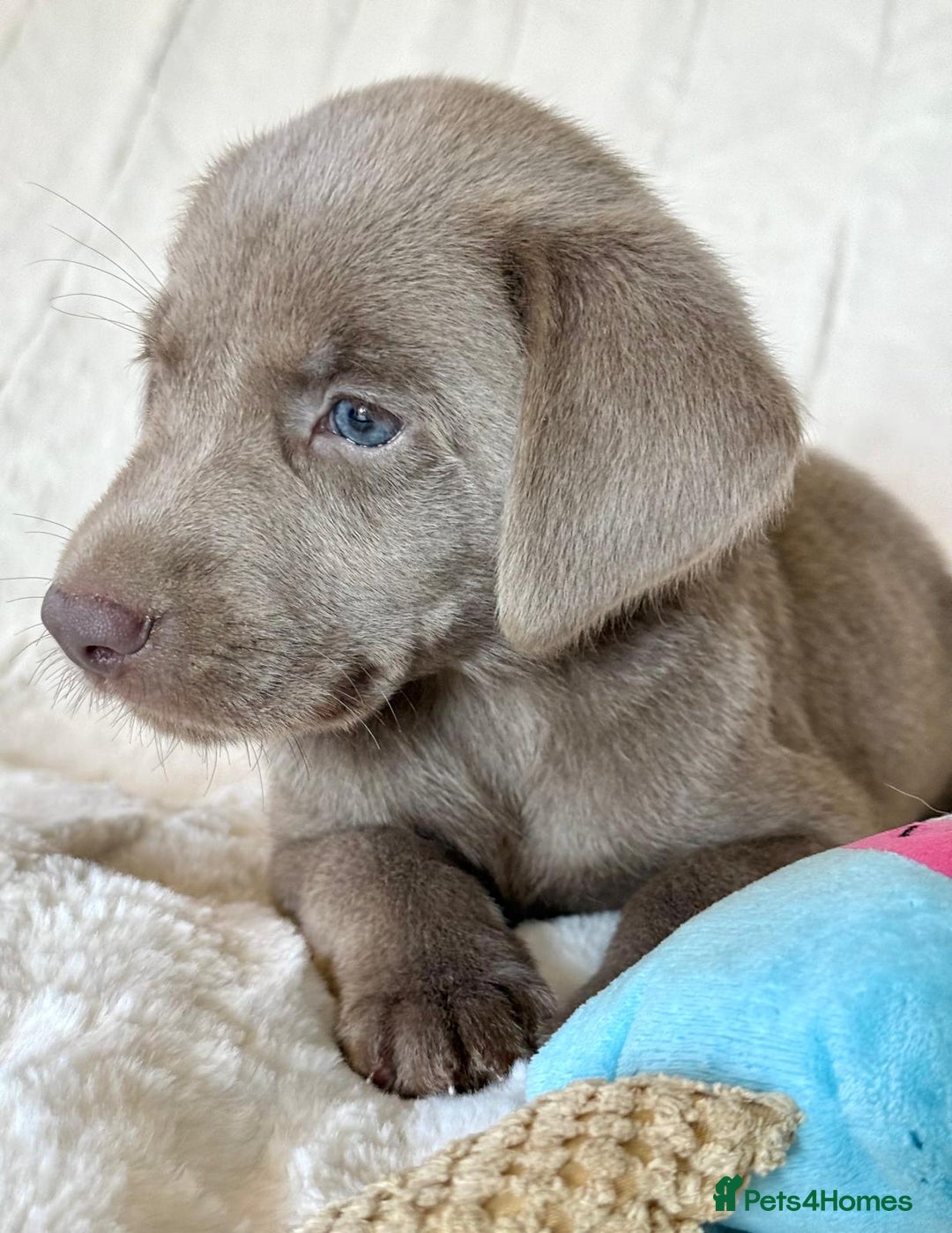 Labrador Retriever dogs for sale: KC Reg Fully Health Tested Labrador Pups - Image 9
