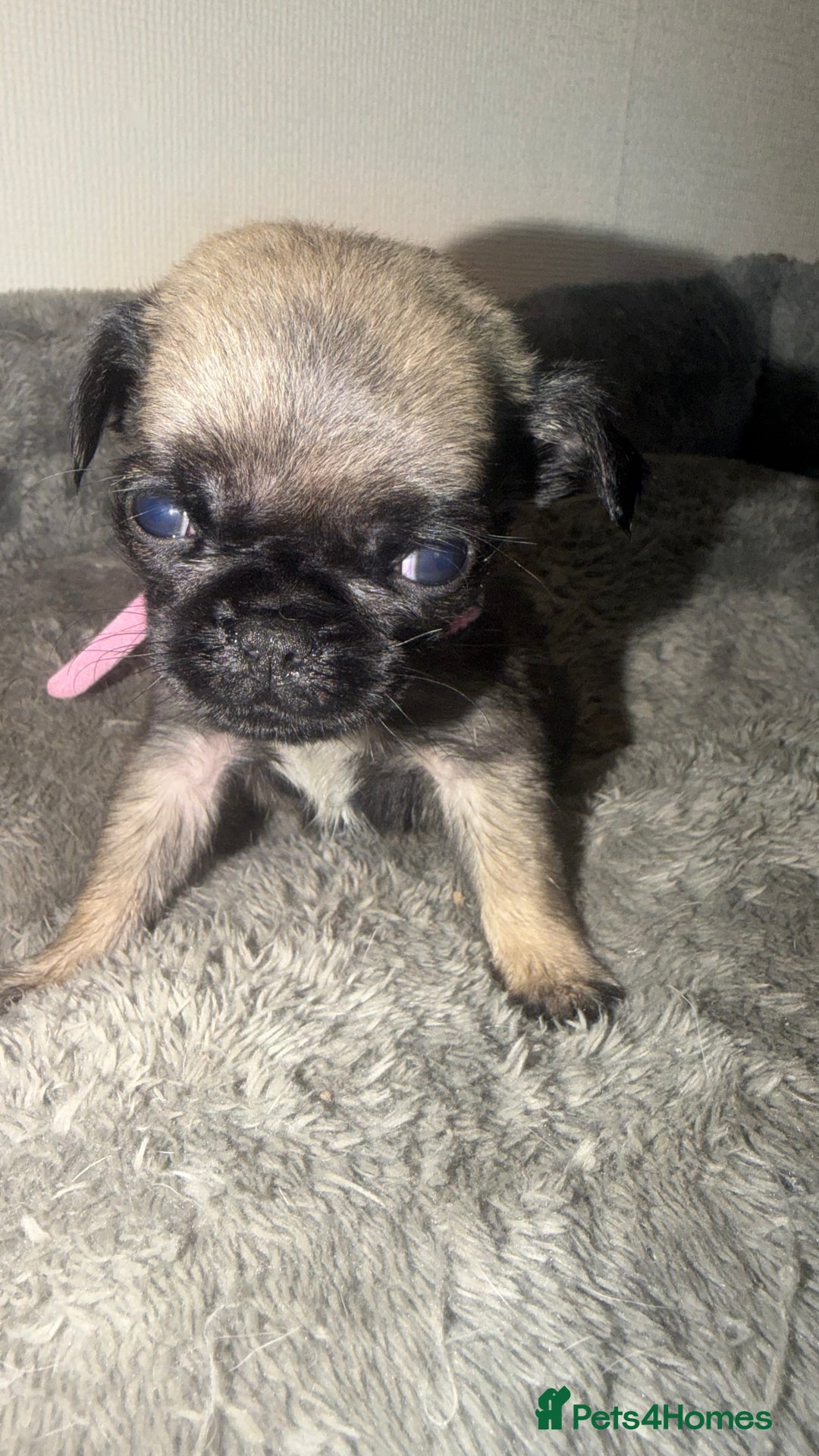 Pug dogs for sale: Beautiful Litter of 6 Pug Puppies, Rare Colours  - Advert 13