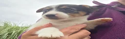 Jack Russell dogs for sale: Bred From Health Tested Parents. - Advert 11