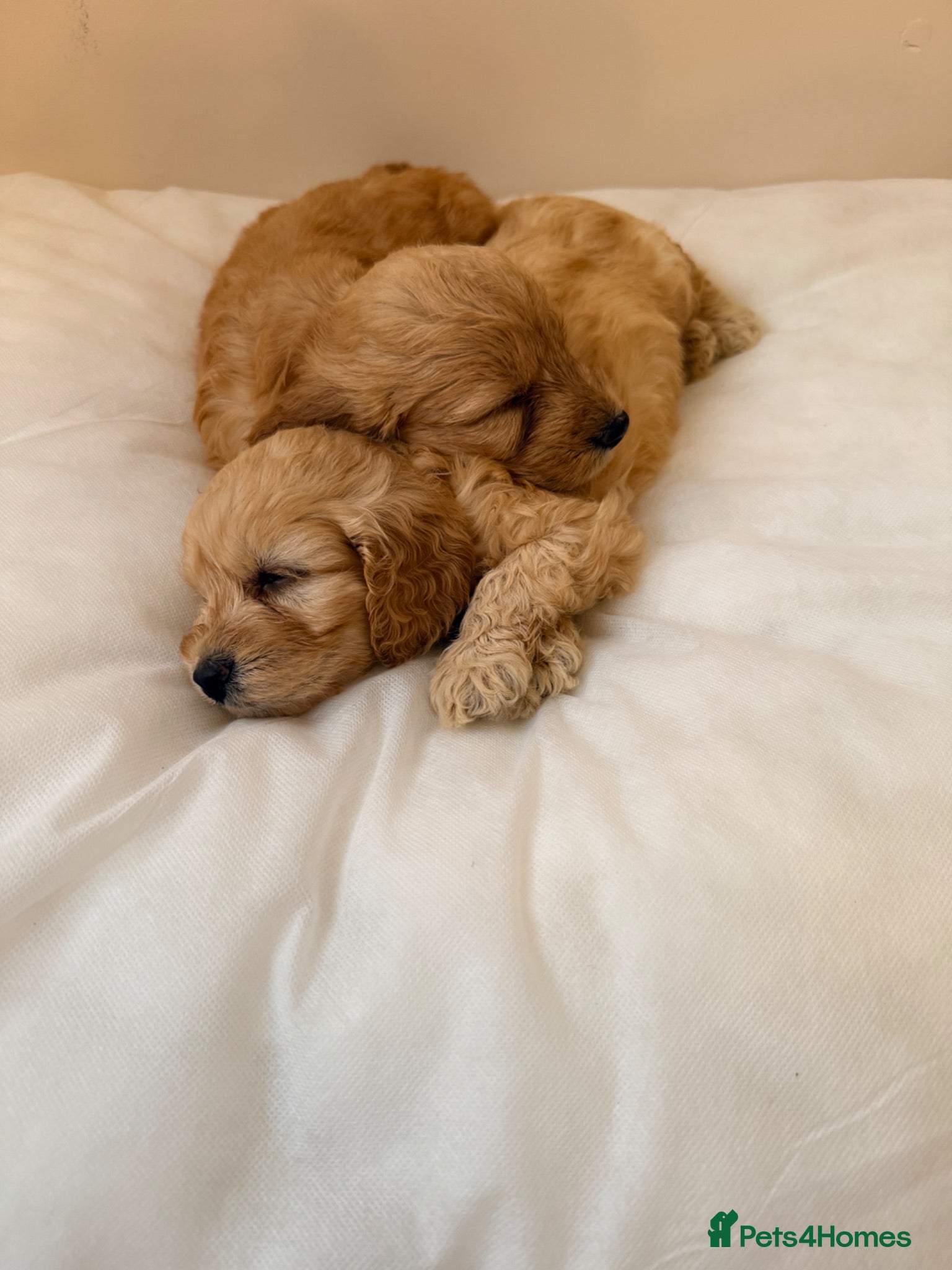 Cockapoo dogs READY TO GO NOW F1 apricot cockapoo puppies  - Advert 5