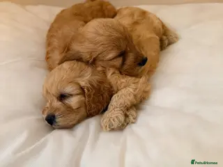 Cockapoo dogs READY TO GO NOW F1 apricot cockapoo puppies - Advert 5