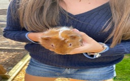 Guinea Pig rodents for sale: Male Guinea pigs - Image 2