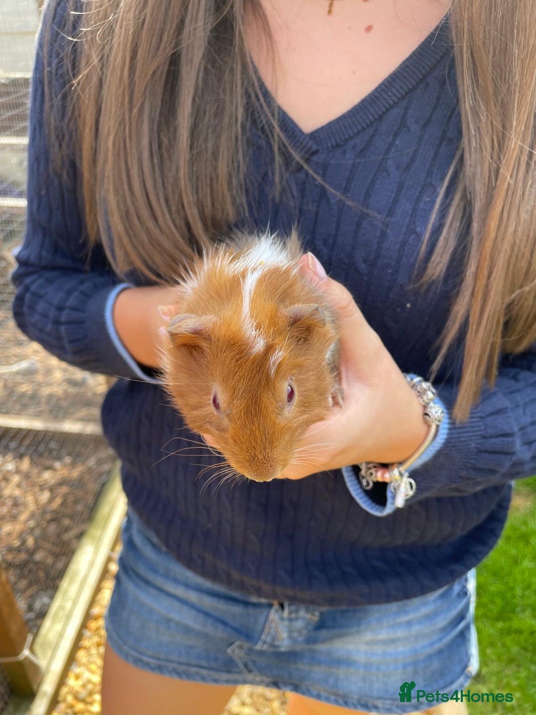 Guinea Pig rodents for sale: Male Guinea pigs - Image 2