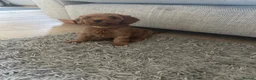 Cavapoo dogs for sale: Beautiful f1b red Cavapoo puppies    - Advert 23