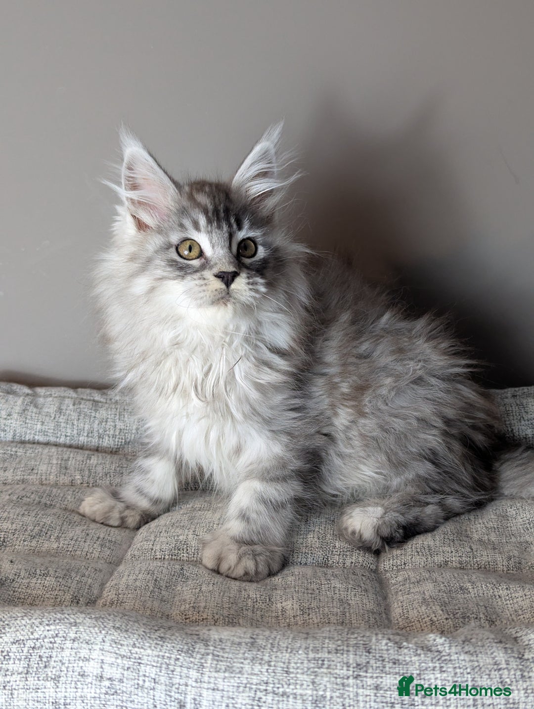 Maine Coon cats for sale: Outstanding siblings Russian bloodline  - Advert 7
