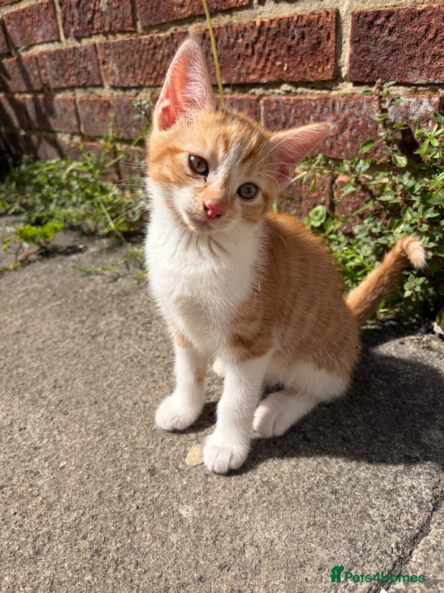 Mixed Breed cats for sale: Beautiful litter of kittens - Advert 5