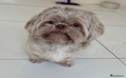 Shih Tzu dogs for sale: Bambi (nearly 2 year old liver shih tzu) - Image 2