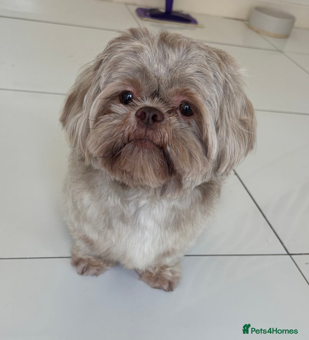 Shih Tzu dogs for sale: Bambi (nearly 2 year old liver shih tzu) - Image 2