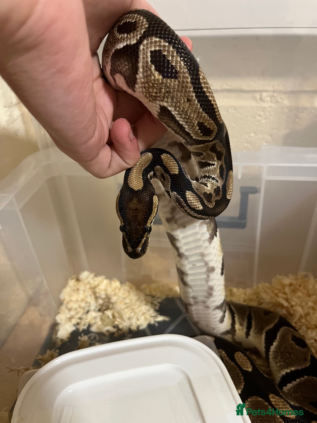 Python Snake reptiles for sale: Female Ball Python Adult - Advert 3