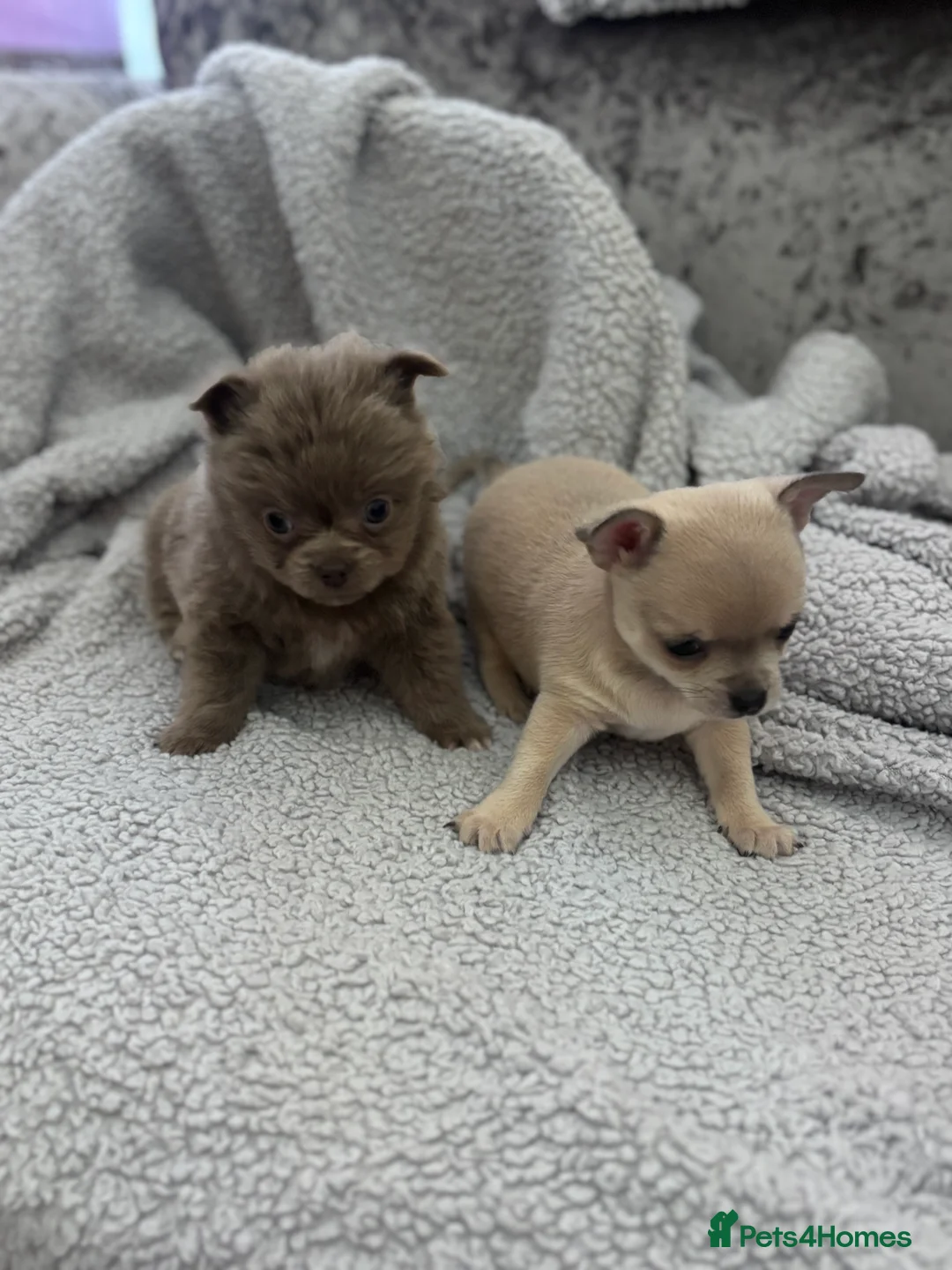 Chihuahua dogs for sale: Last boy KC REG chihuahua Champ/russian READY NOW - Advert 5