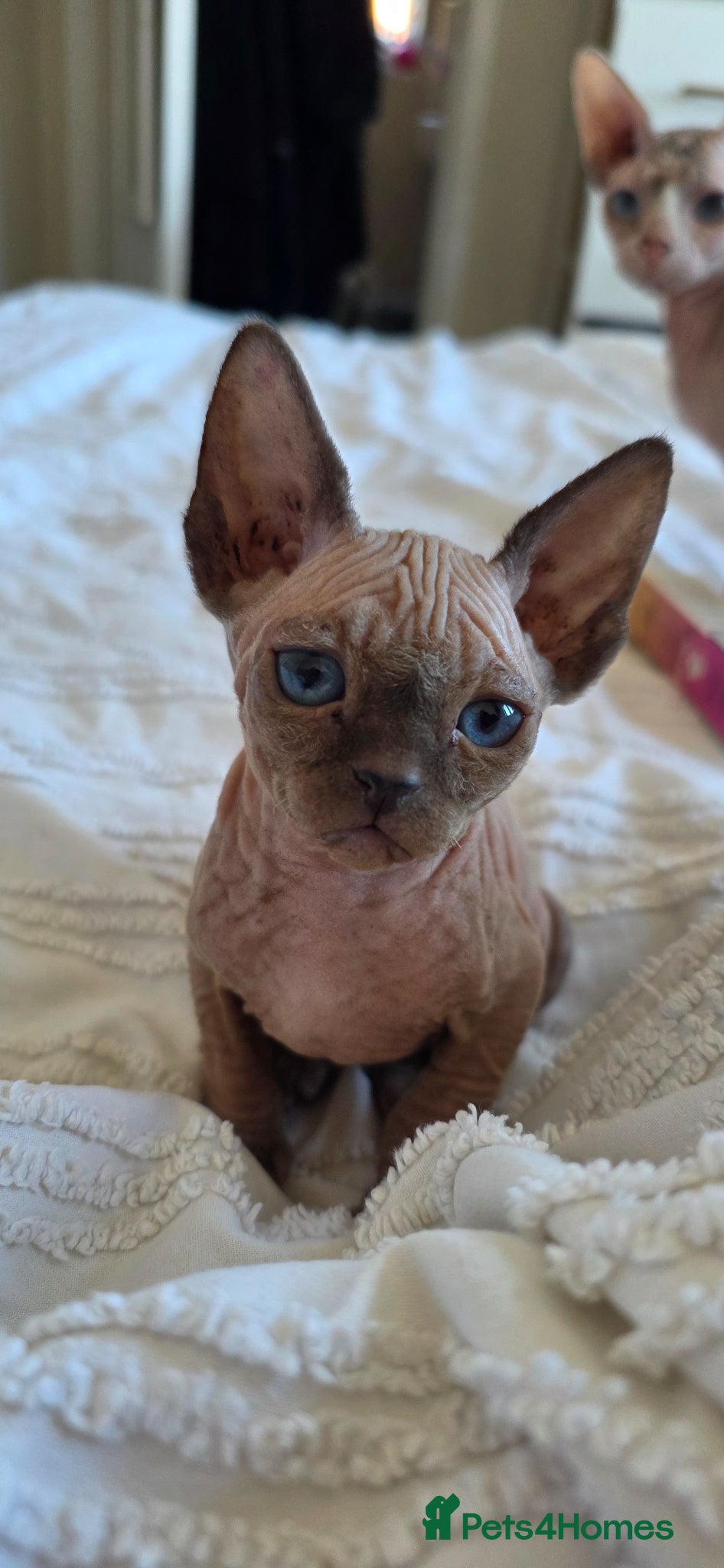 Sphynx cats Stunning Male Sphynx Kittens. Ready now! - Advert 1