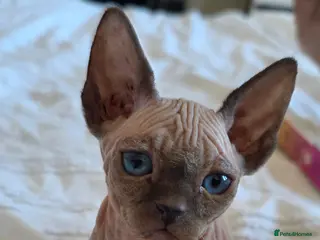 Sphynx cats Stunning Male Sphynx Kittens. Ready now! - Advert 3