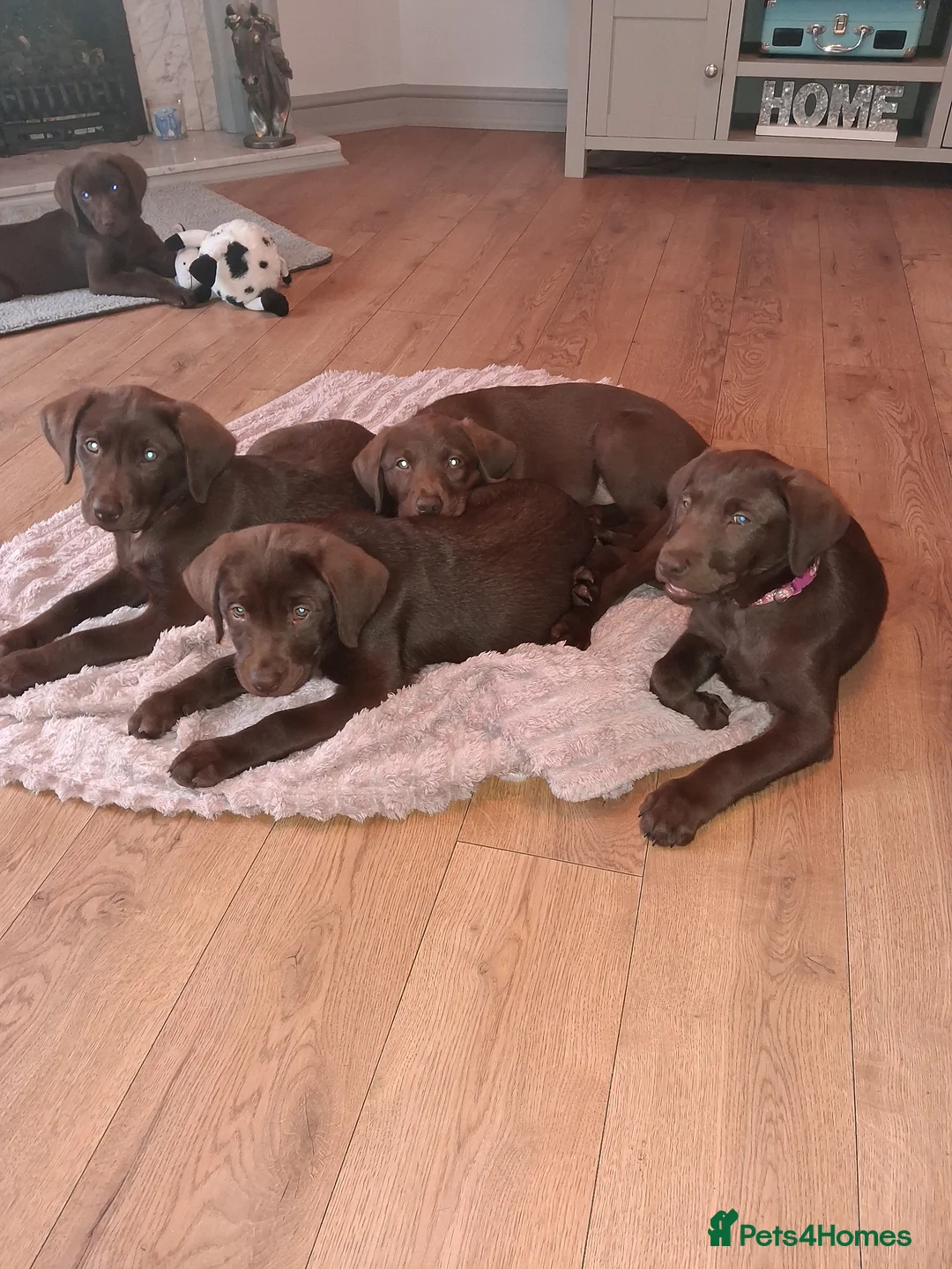 Labrador Retriever dogs for sale: Ready to go now KC Registered Chocolate LabPups - Advert 2