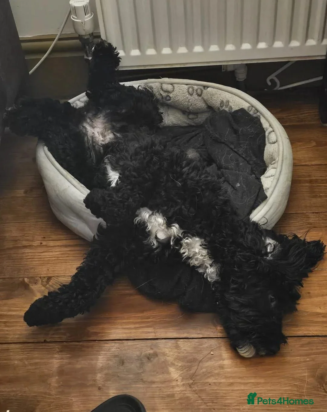 Cockapoo dogs for sale: Cockerpoo Puppies for sale - F1B in Glasgow - Advert 2