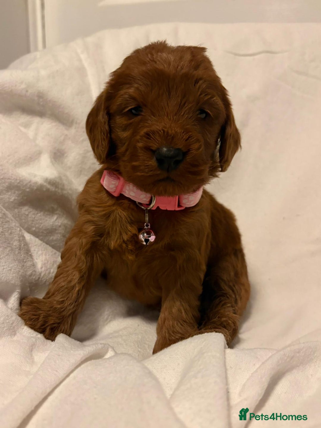 Cockapoo dogs for sale: Deep Red Cockapoos - Advert 16