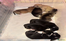 Mixed Breed dogs for sale: Stuffy puppies for sale  - Image 1
