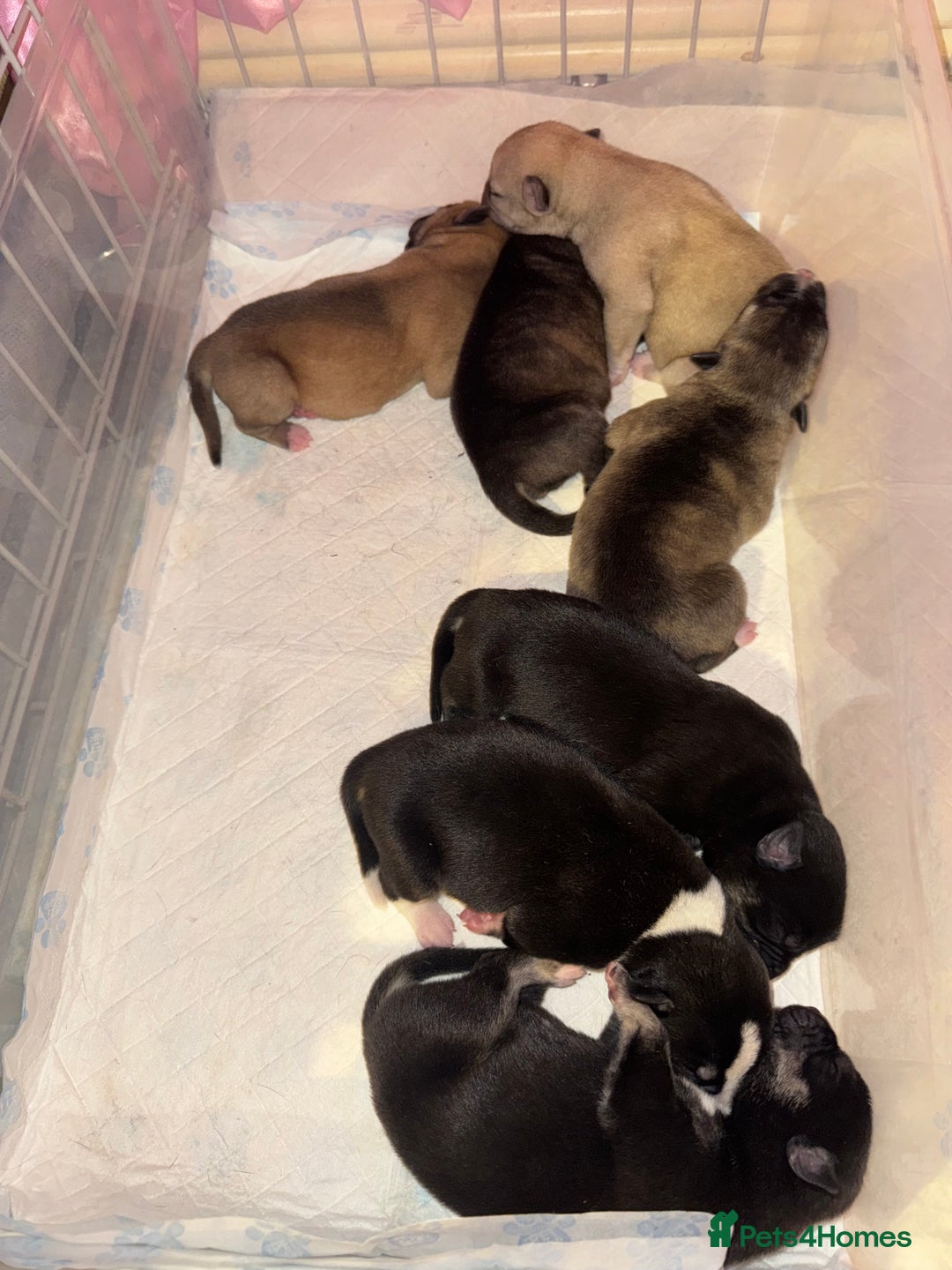 Mixed Breed dogs for sale: Stuffy puppies for sale  - Image 1