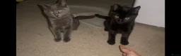 Mixed Breed cats for sale: Kitten 1 & Kitten 2 in Wallingford - Advert 2