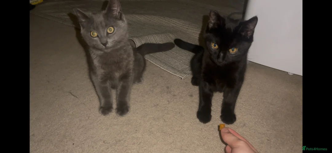 Mixed Breed cats for sale: Kitten 1 & Kitten 2 in Wallingford - Advert 2