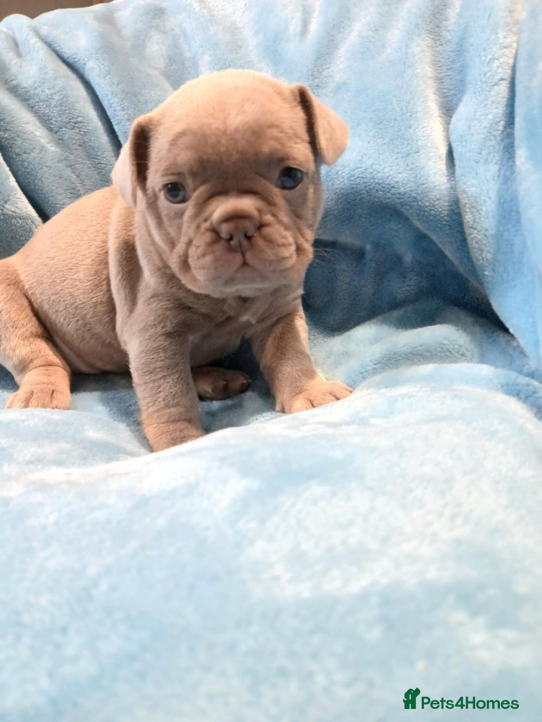French Bulldog dogs for sale: French bulldogs for sale  - Image 4